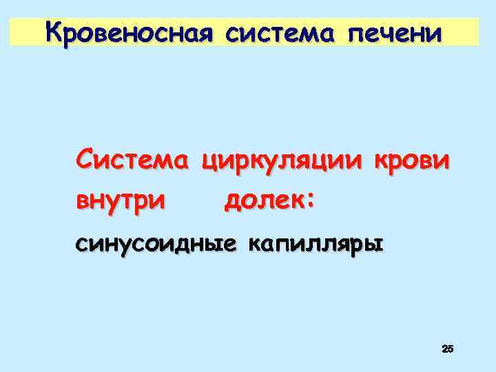 Кровеносная система печени Система циркуляции крови внутри долек: синусоидные капилляры 25 