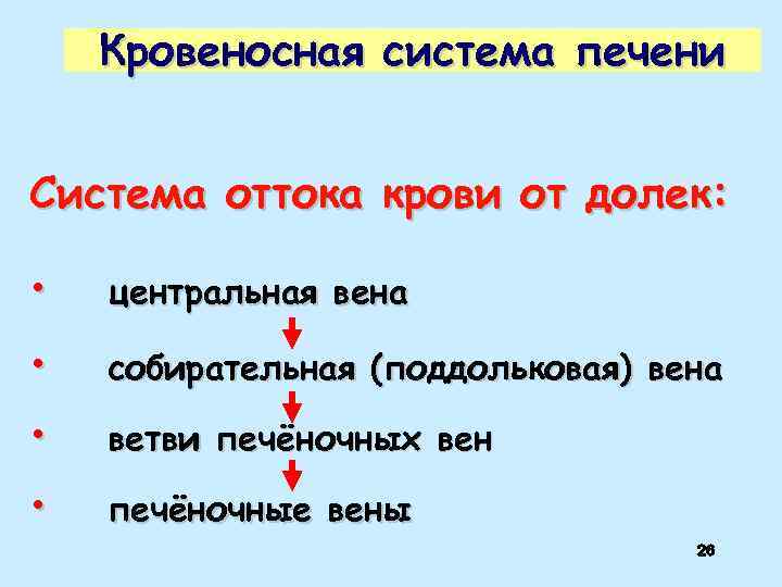 Кровеносная система печени Система оттока крови от долек: • центральная вена • собирательная (поддольковая)