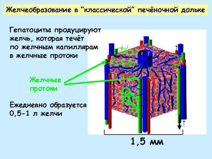 Желчеобразование в “классической” печёночной дольке Гепатоциты продуцируют желчь, которая течёт по желчным капиллярам в