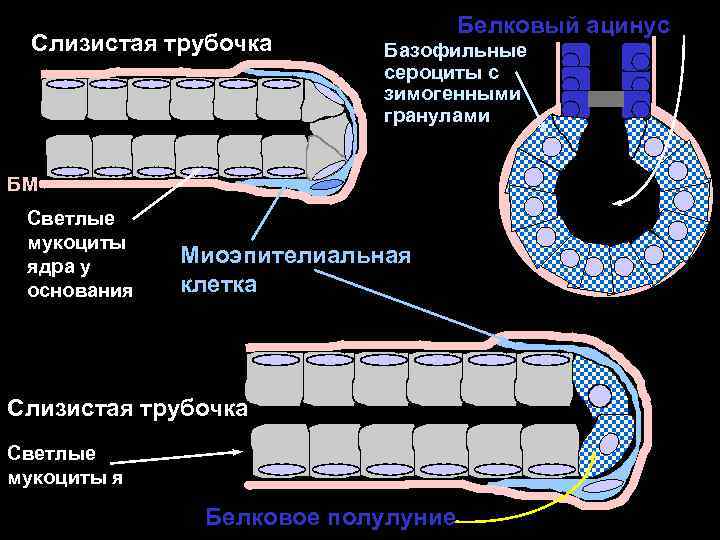 Слизистая трубочка Белковый ацинус Базофильные сероциты с зимогенными гранулами БМ Светлые мукоциты ядра у