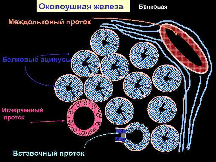 Околоушная железа Междольковый проток Белковые ацинусы Исчерченный проток Вставочный проток Белковая 