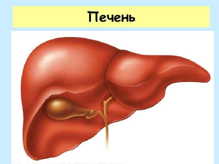 Печень 