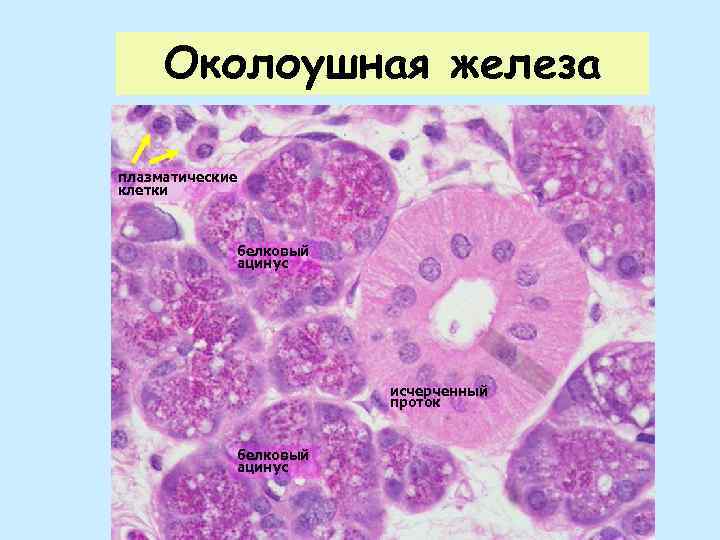 Плазматические клетки. Клетки околоушной железы. Ацинусы околоушной железы. Клетки исчерченных протоков околоушных желез. Плазматические клетки препарат.