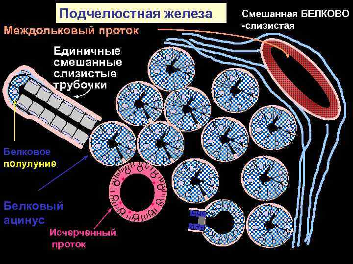 Подчелюстная железа Междольковый проток Единичные смешанные слизистые трубочки Белковое полулуние Белковый ацинус Исчерченный проток