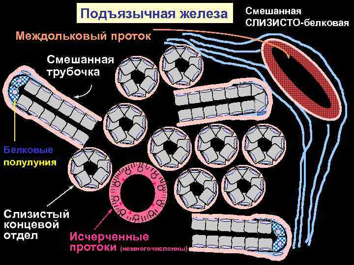 Подъязычная железа Междольковый проток Смешанная трубочка Белковые полулуния Слизистый концевой отдел Исчерченные протоки (немногочисленны)