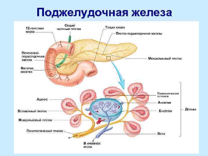 Железы участвующие в процессе пищеварения. Поджелудочная железа анатомия функции. Внутреннее строение поджелудочной железы анатомия. Особенности строения поджелудочной железы таблица. Пищеварительная система анатомия поджелудочная железа.