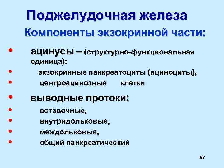 Поджелудочная железа Компоненты экзокринной части: • ацинусы – (структурно-функциональная • • единица): экзокринные панкреатоциты