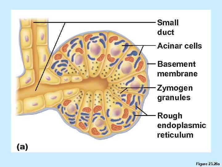 Small duct Acinar cells Basement membrane Zymogen granules Rough endoplasmic reticulum (a) Figure 23.