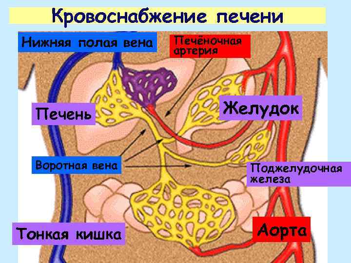 Кровоснабжение печени Нижняя полая вена Печень Воротная вена Тонкая кишка Печёночная артерия Желудок Поджелудочная