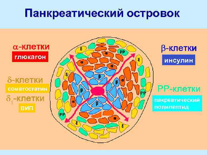 Панкреатический островок глюкагон инсулин соматостатин ВИП пакреатический полипептид 