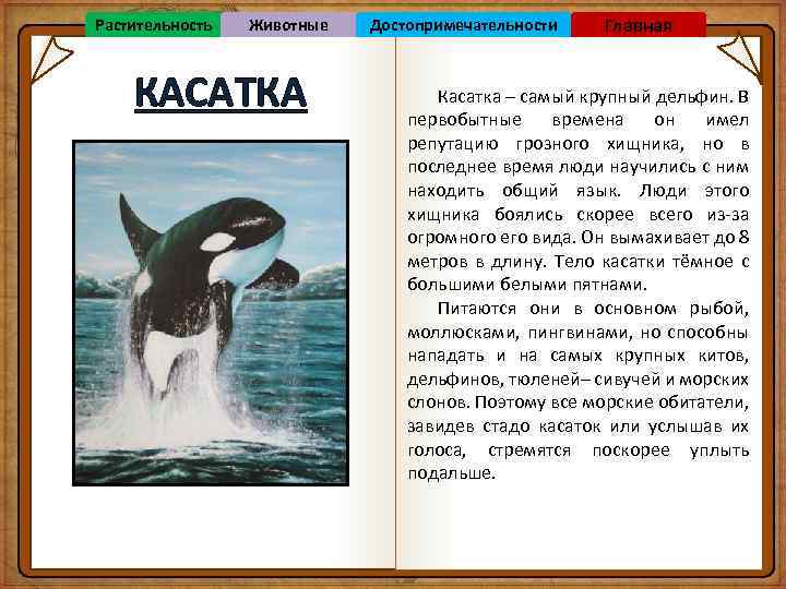 Растительность Животные КАСАТКА Достопримечательности Главная Касатка – самый крупный дельфин. В первобытные времена он