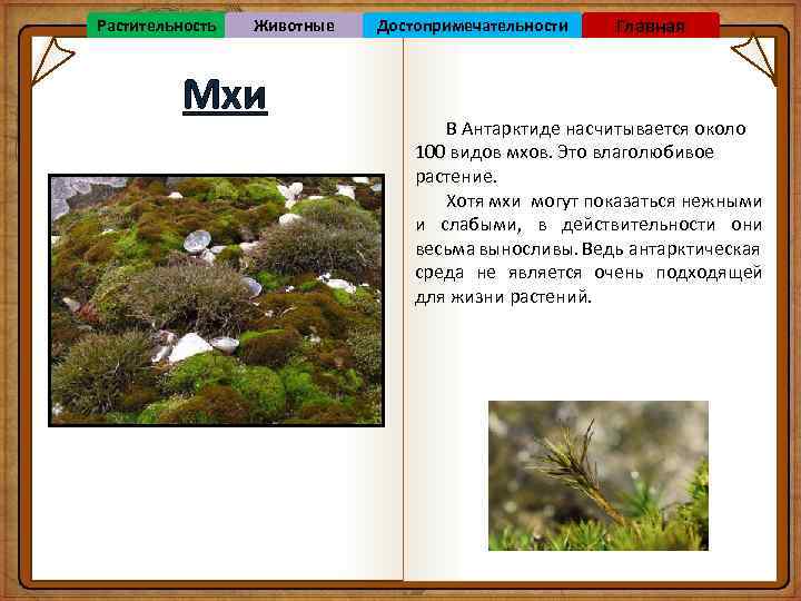 Растительность Животные Мхи Достопримечательности Главная В Антарктиде насчитывается около 100 видов мхов. Это влаголюбивое