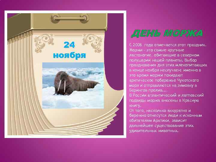 24 ноября ДЕНЬ МОРЖА С 2008 года отмечается этот праздник. Моржи - это самые