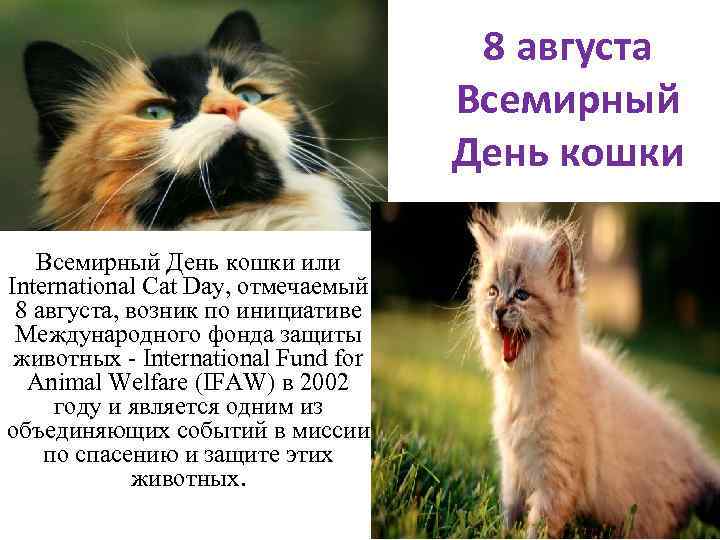 8 августа Всемирный День кошки или International Cat Day, отмечаемый 8 августа, возник по