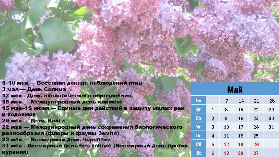 Август какая декада. Весенняя декада наблюдений птиц. 1-10 Мая - Весенняя декада наблюдений птиц. 1 Декада мая. Картинка Весенняя декада наблюдений птиц.