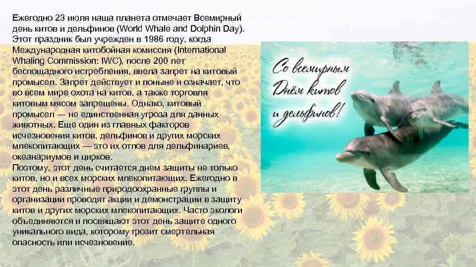 Ежегодно 23 июля наша планета отмечает Всемирный день китов и дельфинов (World Whale and