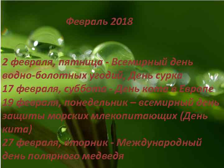 Февраль 2018 2 февраля, пятница - Всемирный день водно-болотных угодий, День сурка 17 февраля,