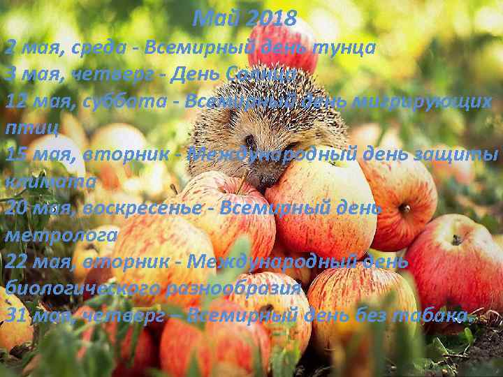 Май 2018 2 мая, среда - Всемирный день тунца 3 мая, четверг - День