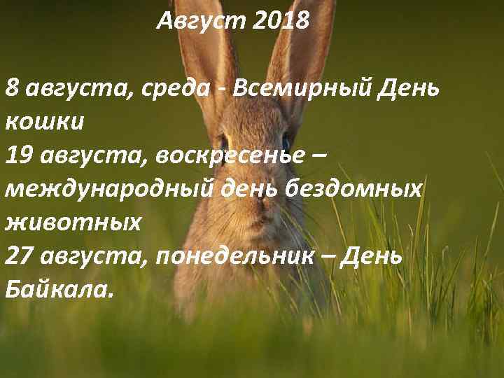Август 2018 8 августа, среда - Всемирный День кошки 19 августа, воскресенье – международный