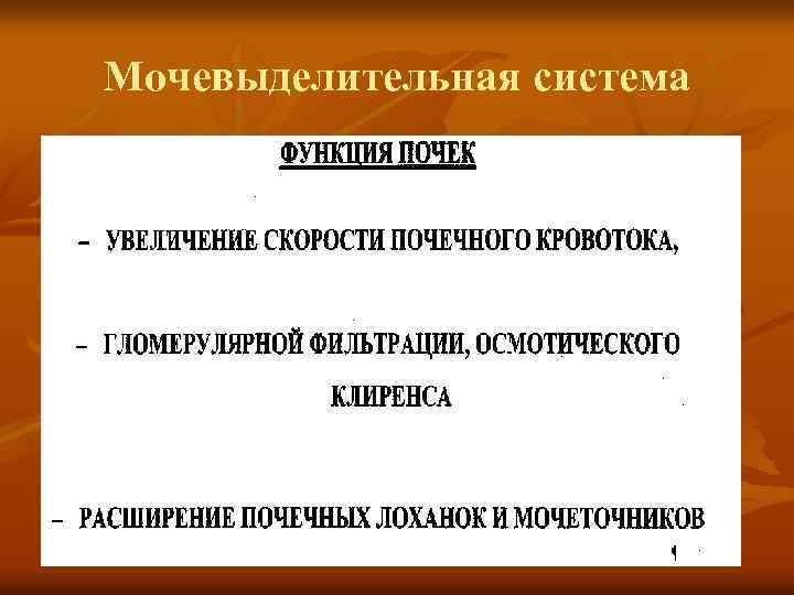 Мочевыделительная система 