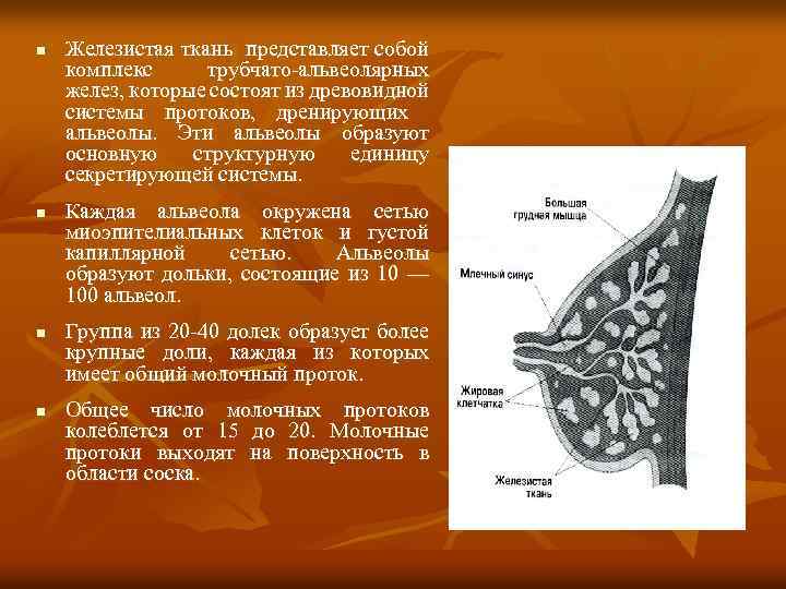 Ткань молочной железы. Строение железистой ткани. Структура железистой ткани. Железистая ткань рисунок.