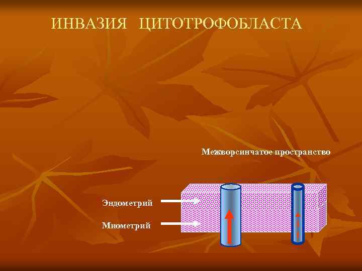 ИНВАЗИЯ ЦИТОТРОФОБЛАСТА Межворсинчатое пространство Эндометрий Миометрий 