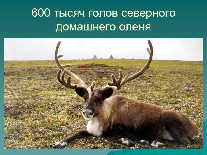 600 тысяч голов северного домашнего оленя 