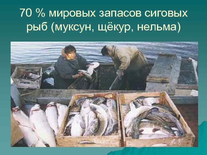 70 % мировых запасов сиговых рыб (муксун, щёкур, нельма) 