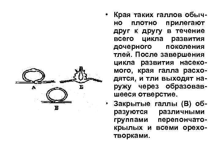  • Края таких галлов обычно плотно прилегают друг к другу в течение всего
