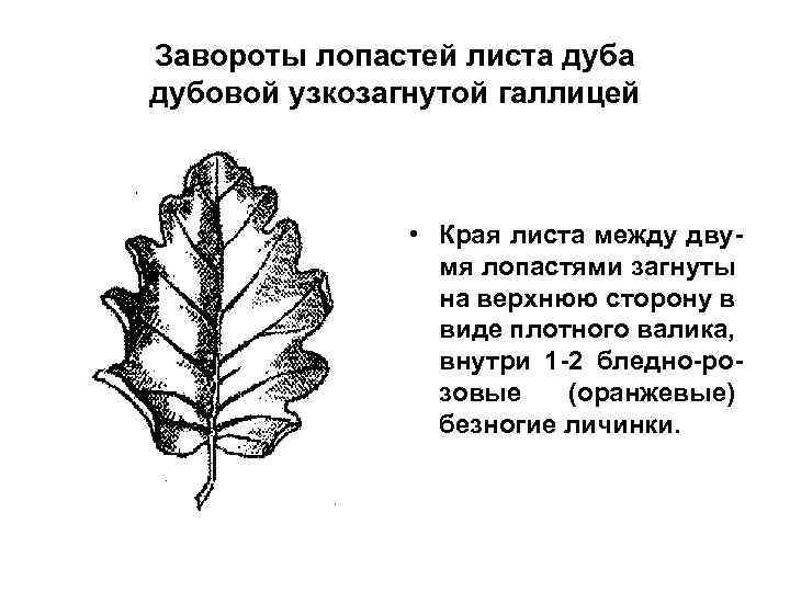 Завороты лопастей листа дубовой узкозагнутой галлицей • Края листа между двумя лопастями загнуты на