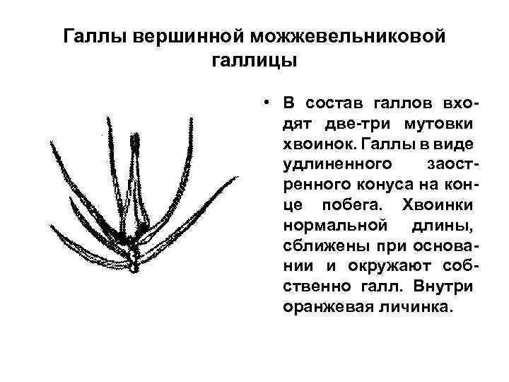 Галлы вершинной можжевельниковой галлицы • В состав галлов входят две-три мутовки хвоинок. Галлы в