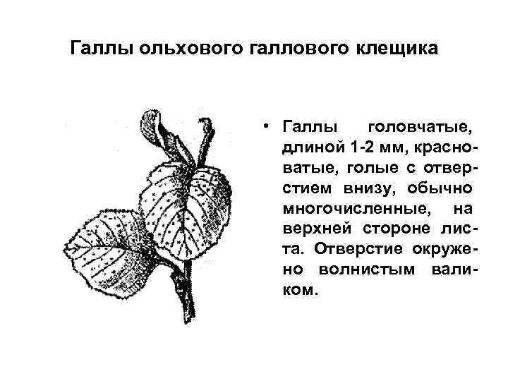 Галлы ольхового галлового клещика • Галлы головчатые, длиной 1 -2 мм, красноватые, голые с