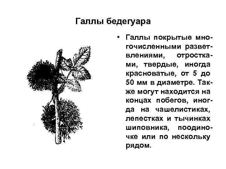 Галлы бедегуара • Галлы покрытые многочисленными разветвлениями, отростками, твердые, иногда красноватые, от 5 до