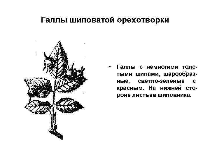 Галлы шиповатой орехотворки • Галлы с немногими толстыми шипами, шарообразные, светло-зеленые с красным. На