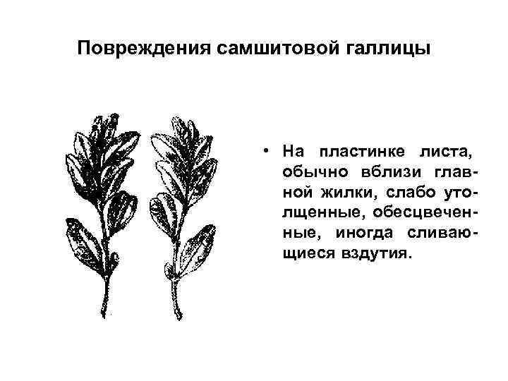 Повреждения самшитовой галлицы • На пластинке листа, обычно вблизи главной жилки, слабо утолщенные, обесцвеченные,
