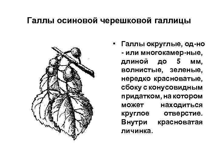 Галлы осиновой черешковой галлицы • Галлы округлые, од-но - или многокамер-ные, длиной до 5