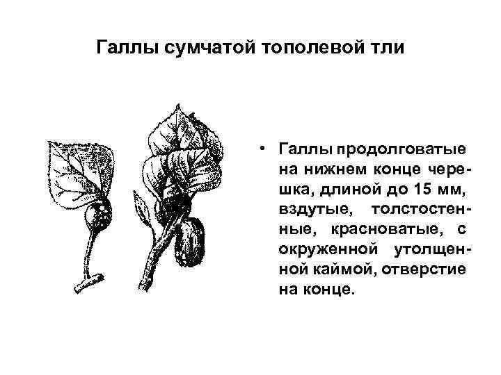 Галлы сумчатой тополевой тли • Галлы продолговатые на нижнем конце черешка, длиной до 15
