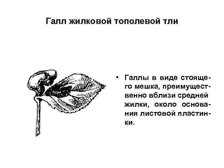 Галл жилковой тополевой тли • Галлы в виде стоящего мешка, преимущественно вблизи средней жилки,