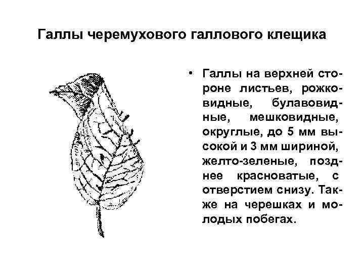 Галлы черемухового галлового клещика • Галлы на верхней стороне листьев, рожковидные, булавовидные, мешковидные, округлые,