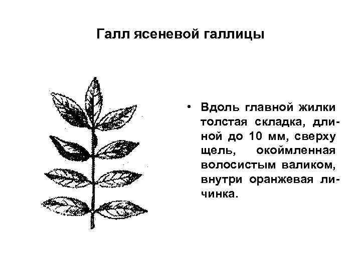 Галл ясеневой галлицы • Вдоль главной жилки толстая складка, длиной до 10 мм, сверху