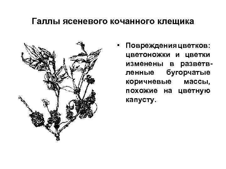Галлы ясеневого кочанного клещика • Повреждения цветков: цветоножки и цветки изменены в разветвленные бугорчатые
