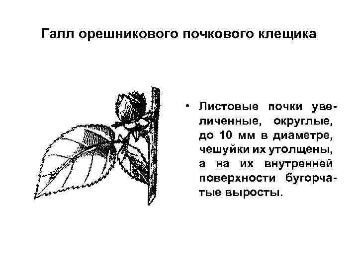 Галл орешникового почкового клещика • Листовые почки увеличенные, округлые, до 10 мм в диаметре,