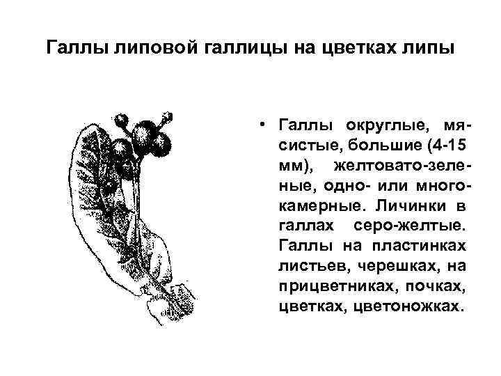 Галлы липовой галлицы на цветках липы • Галлы округлые, мясистые, большие (4 -15 мм),