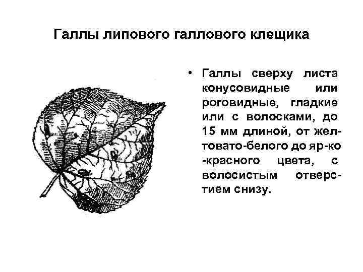 Галлы липового галлового клещика • Галлы сверху листа конусовидные или роговидные, гладкие или с
