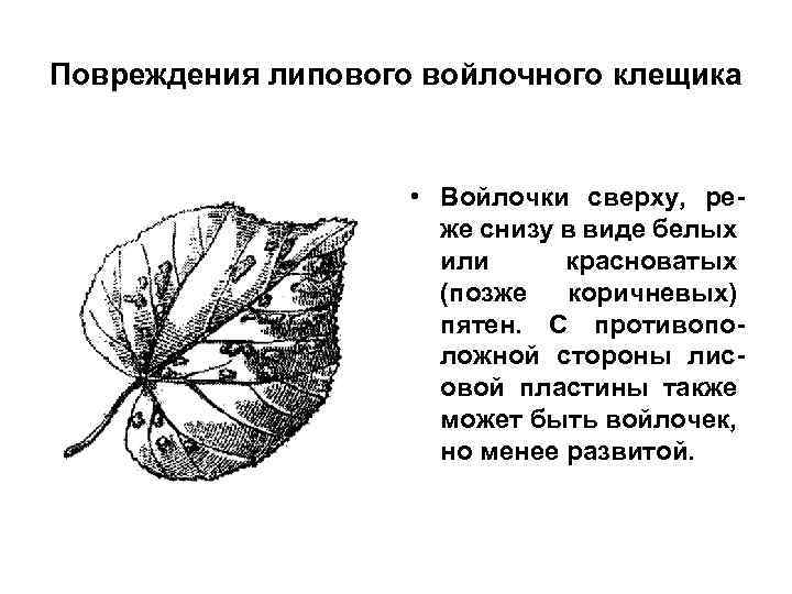 Повреждения липового войлочного клещика • Войлочки сверху, реже снизу в виде белых или красноватых