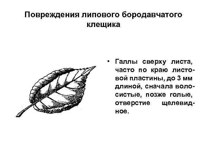 Повреждения липового бородавчатого клещика • Галлы сверху листа, часто по краю листовой пластины, до