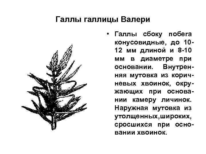 Галлы галлицы Валери • Галлы сбоку побега конусовидные, до 1012 мм длиной и 8