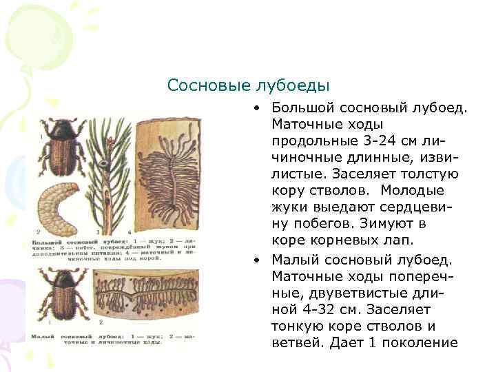 Сосновые лубоеды • Большой сосновый лубоед. Маточные ходы продольные 3 -24 см личиночные длинные,