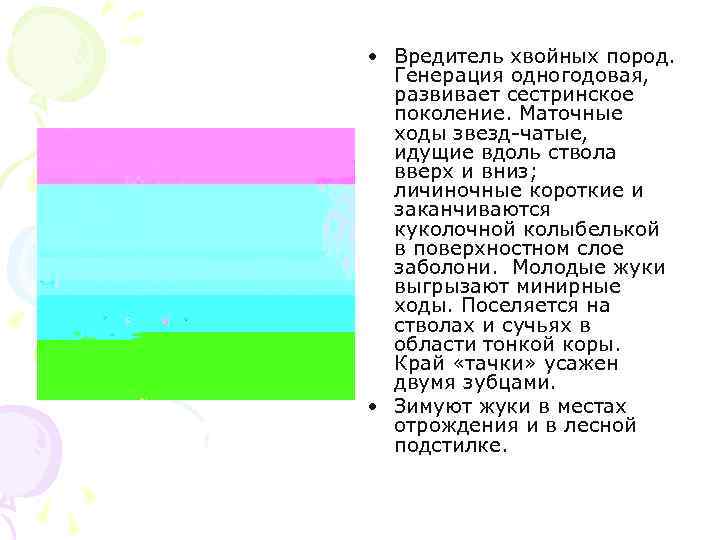  • Вредитель хвойных пород. Генерация одногодовая, развивает сестринское поколение. Маточные ходы звезд-чатые, идущие