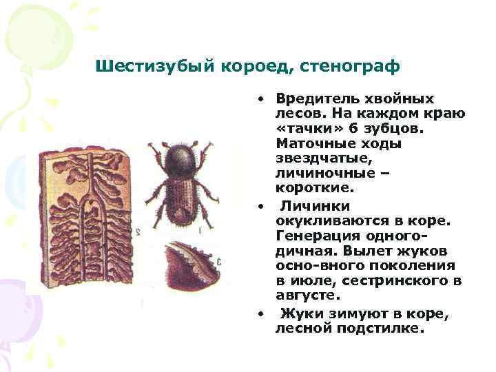 Шестизубый короед, стенограф • Вредитель хвойных лесов. На каждом краю «тачки» 6 зубцов. Маточные